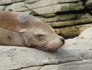 brown seal thumbnail