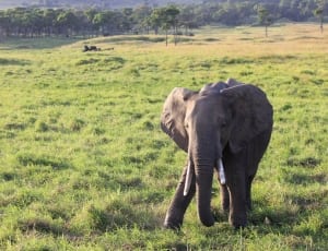 gray elephant on green fields thumbnail