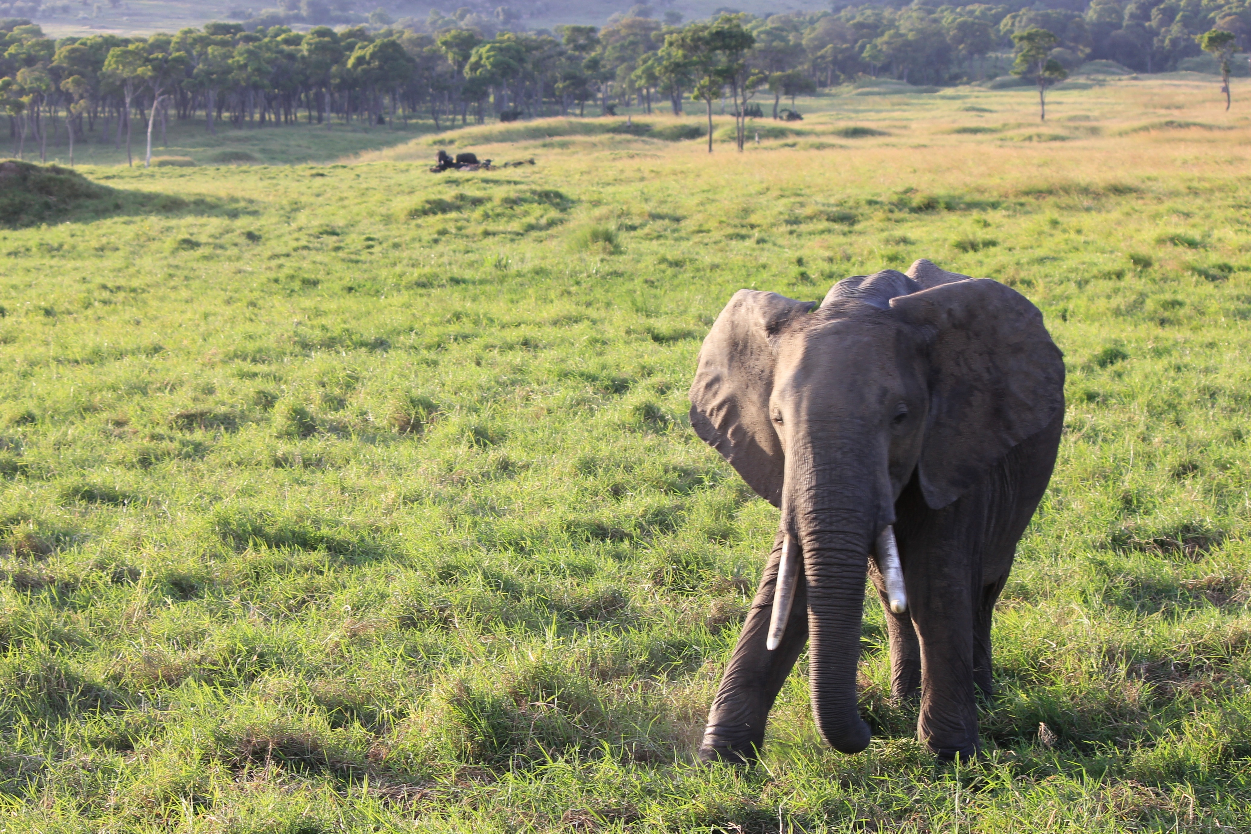gray elephant on green fields