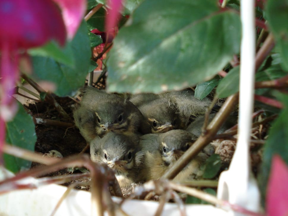 nest of grey bird chicks preview