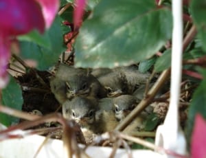 nest of grey bird chicks thumbnail