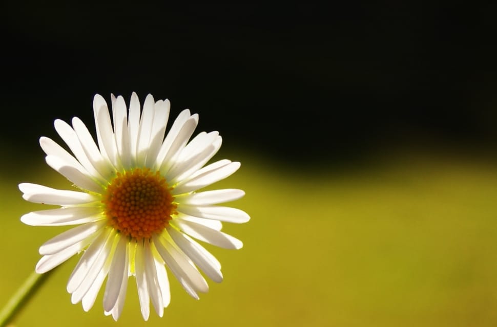 white daisy preview