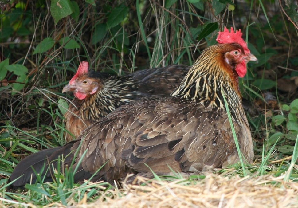 two brown hens preview