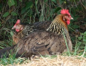 two brown hens thumbnail