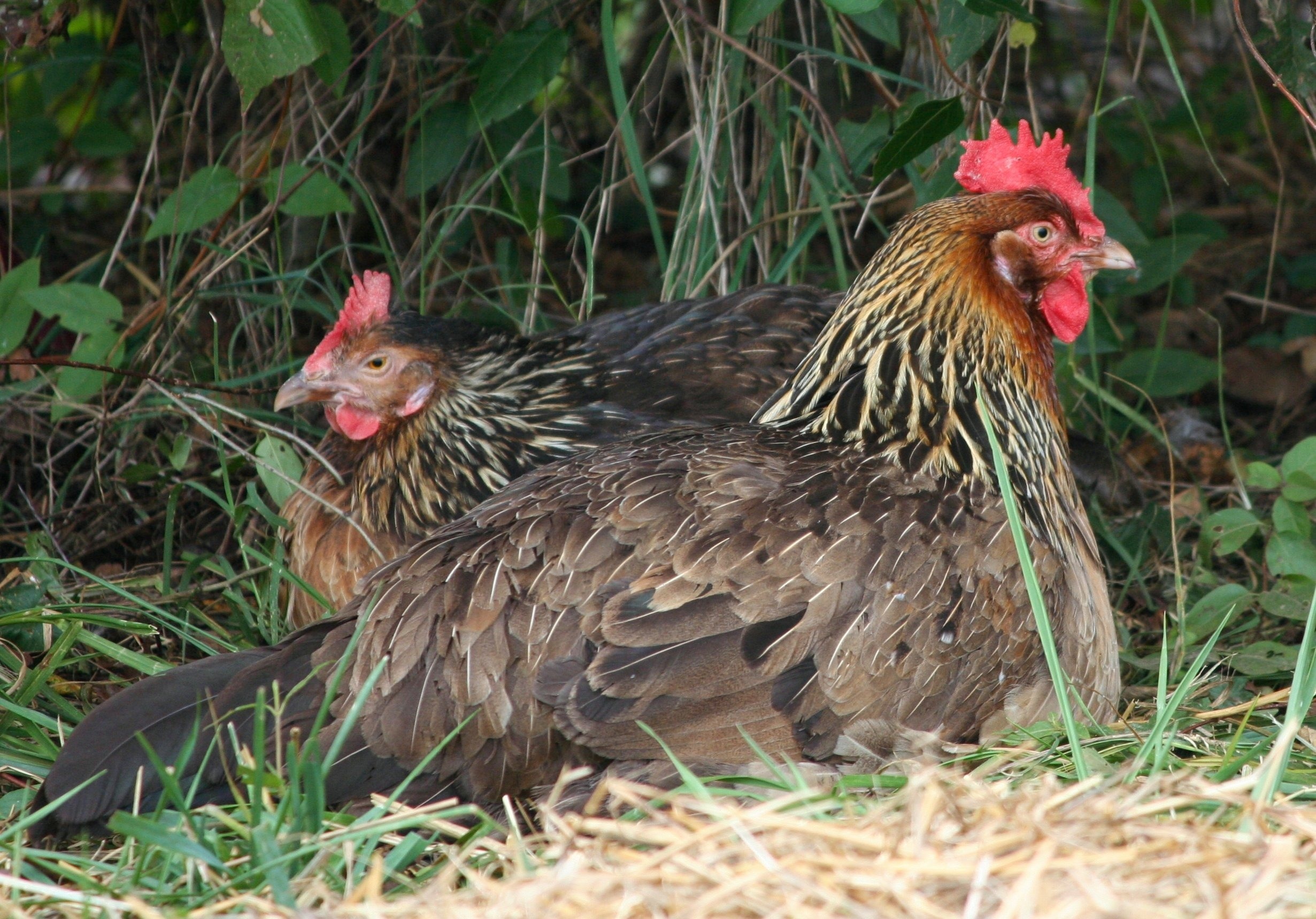 two brown hens