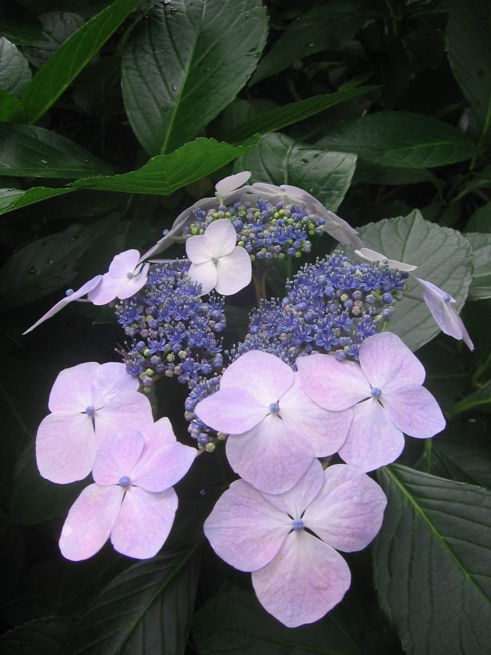 purple petaled flowers and flower buds preview