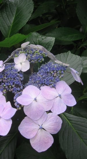 purple petaled flowers and flower buds thumbnail