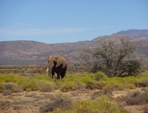 grey elephant on green grass field under blue sky during daytime thumbnail