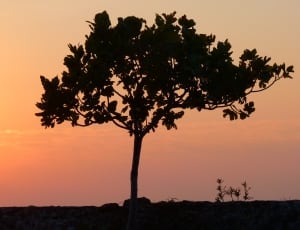 silhouette photo of tree thumbnail