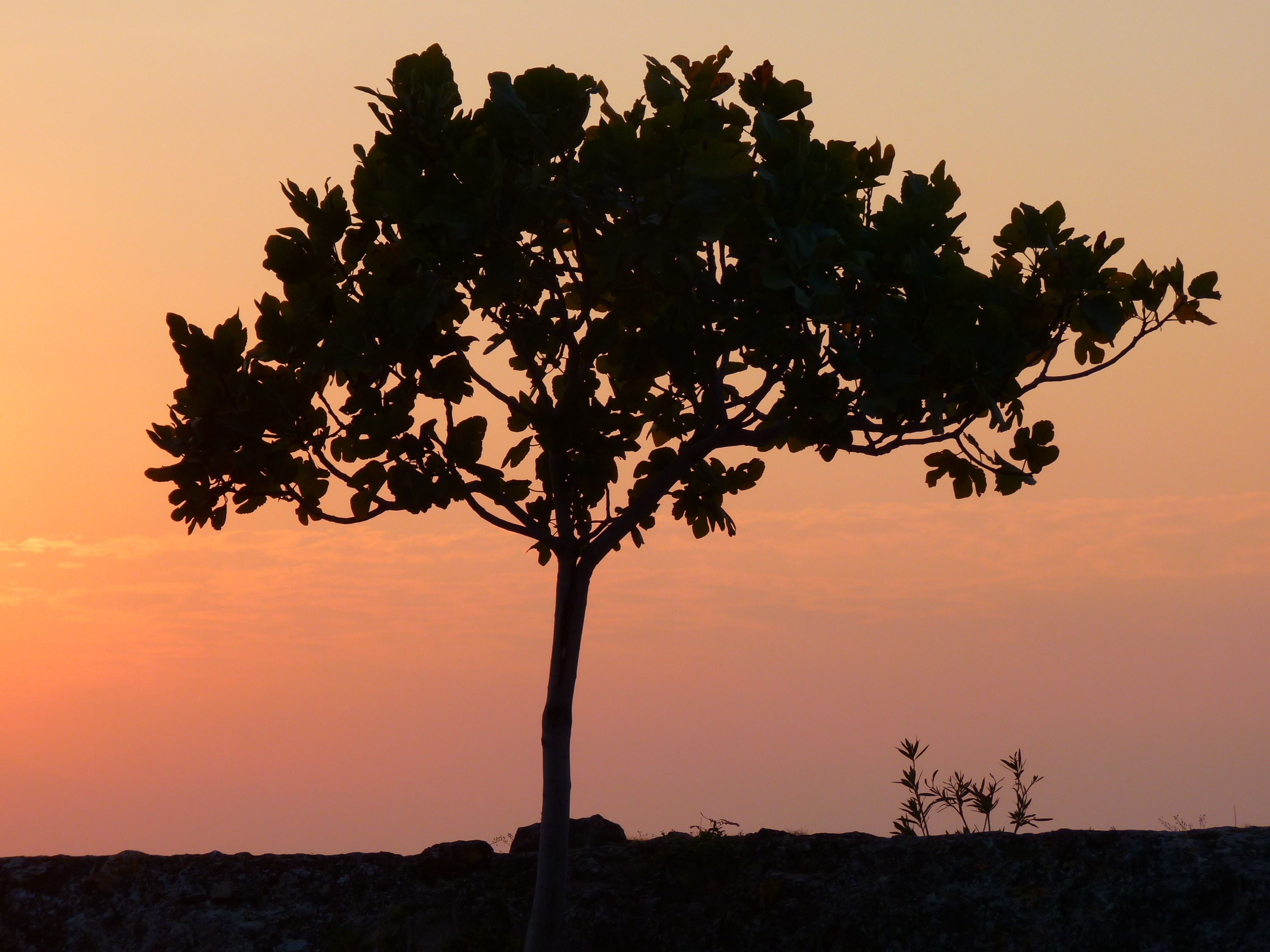 silhouette photo of tree