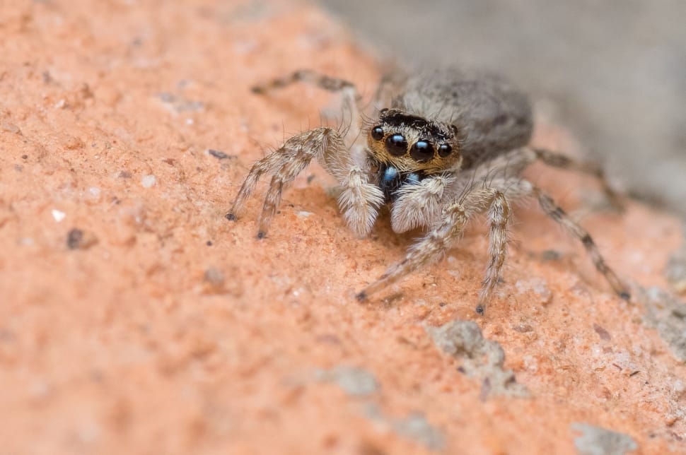 gray jumping spider preview