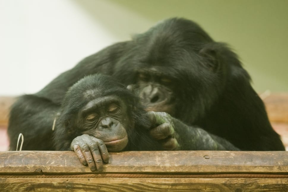 2 chimpanzees preview