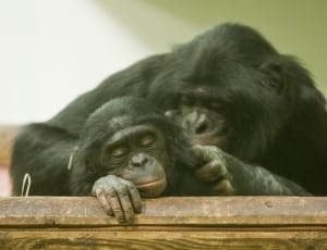 2 chimpanzees thumbnail