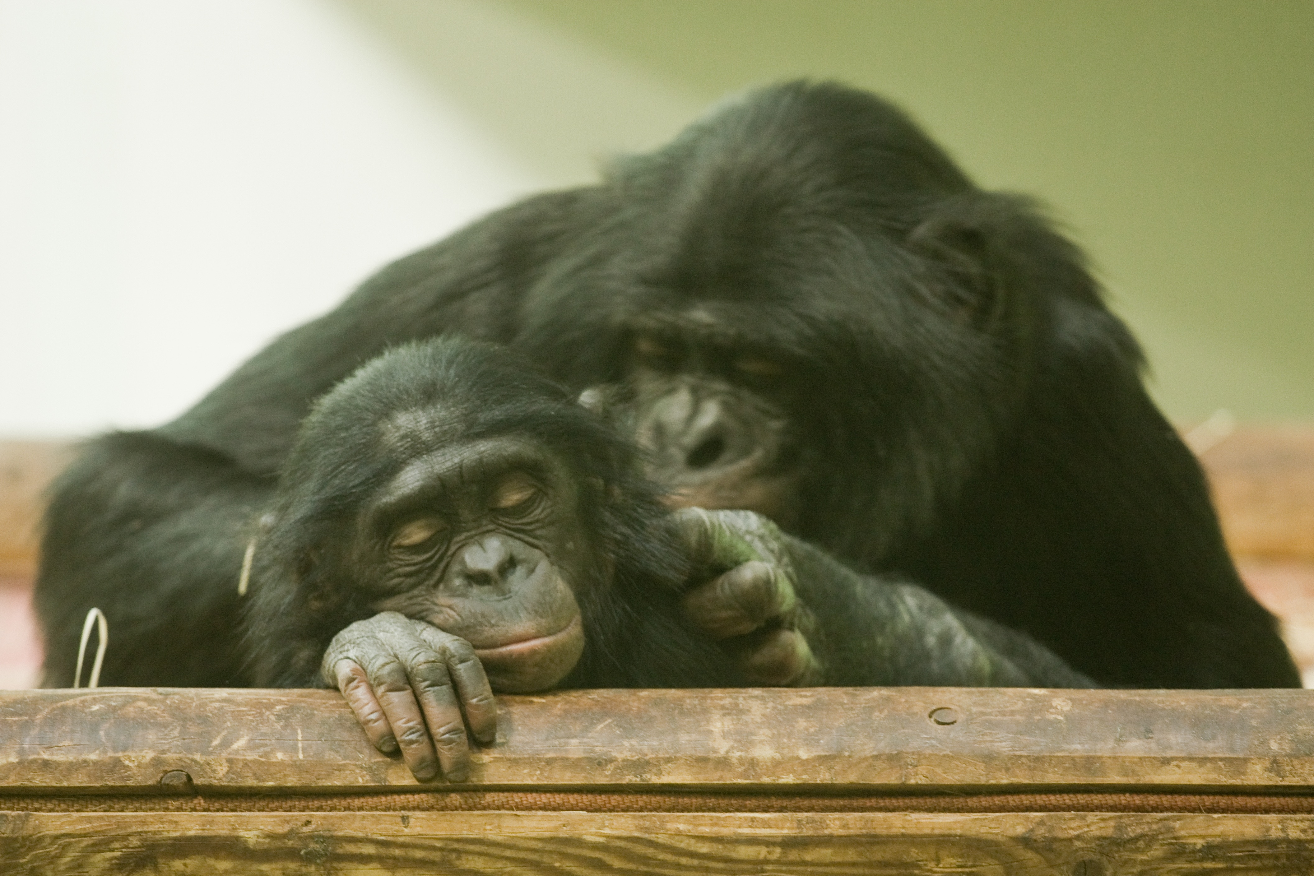 2 chimpanzees