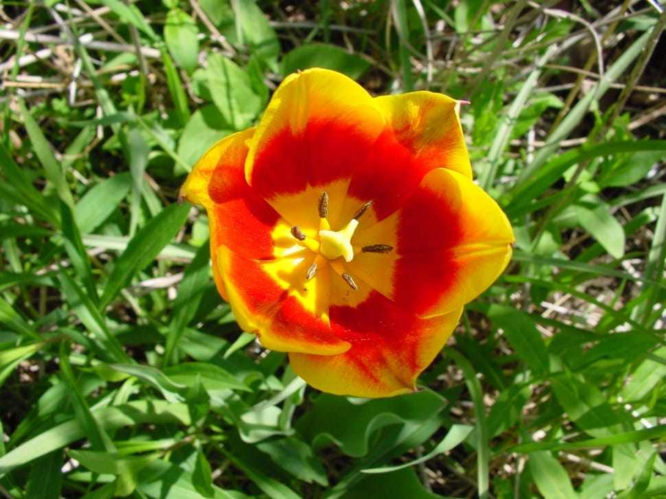 closeup photo of yellow and red petaled flower preview