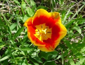 closeup photo of yellow and red petaled flower thumbnail