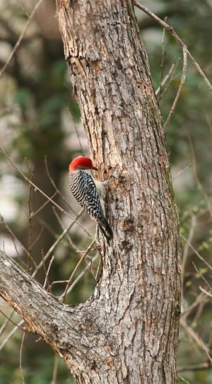 black and red wood pecker thumbnail