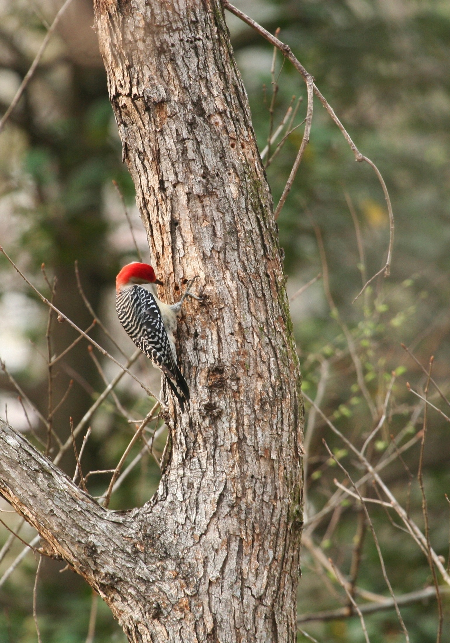 black and red wood pecker