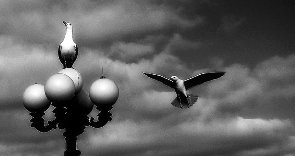 grayscale photography of 2 bird preview