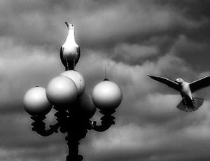 grayscale photography of 2 bird thumbnail