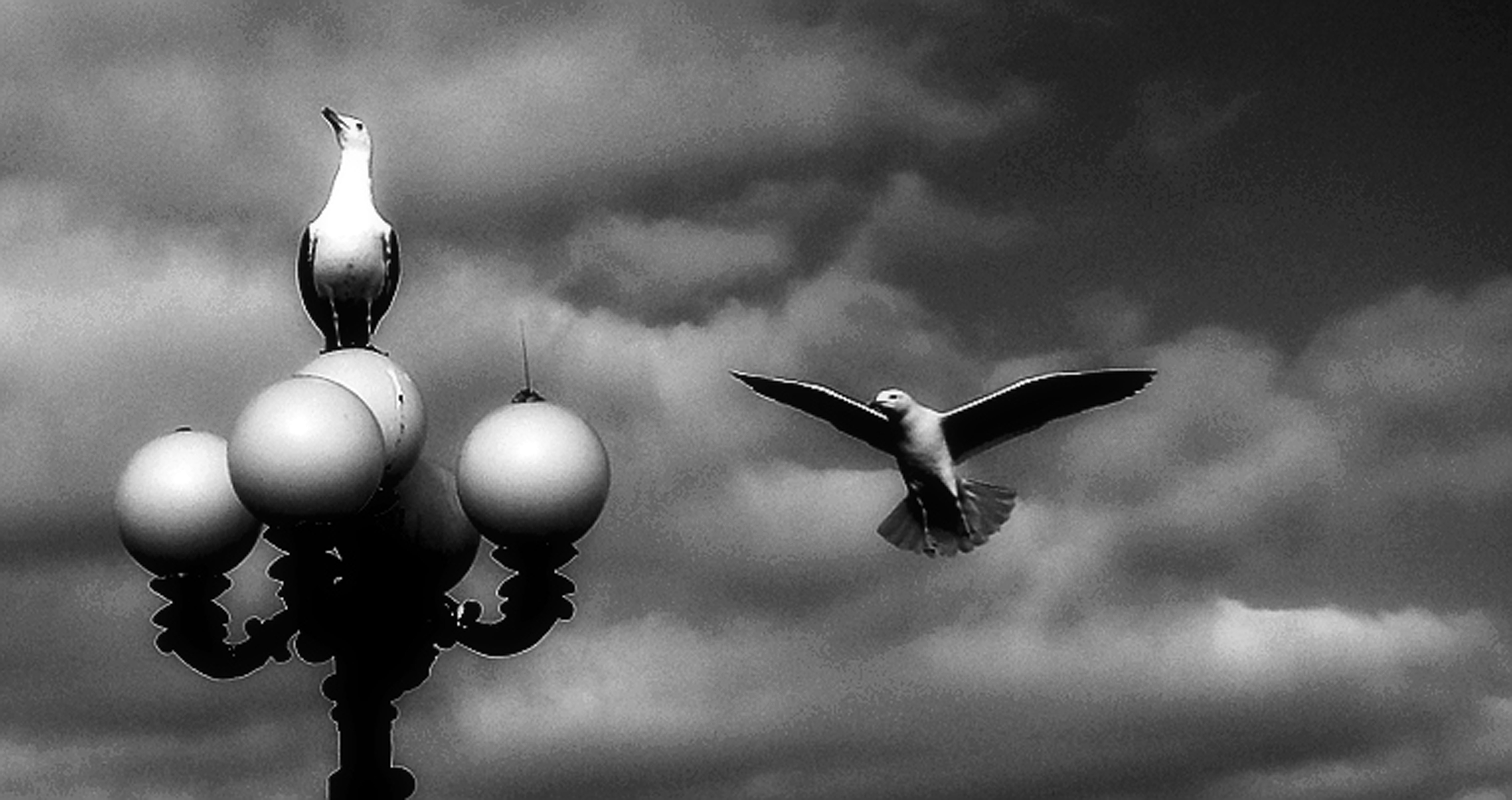 grayscale photography of 2 bird