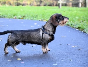 black and brown wirehaired dachshund thumbnail