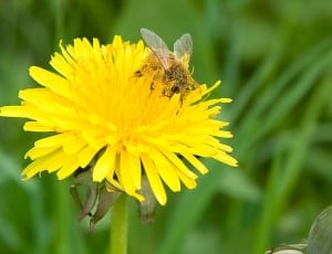 yellow petaled flower with bee thumbnail
