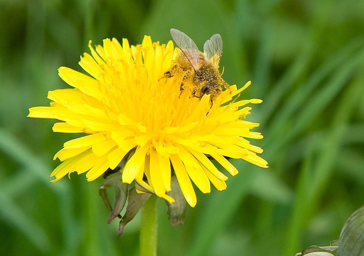 yellow petaled flower with bee