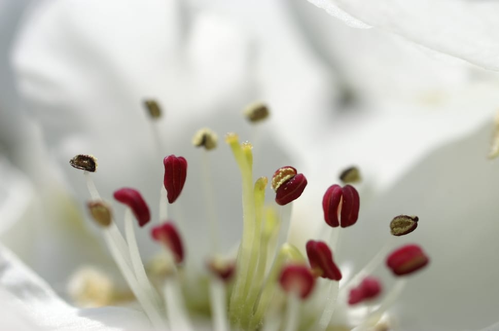 white blossom flower preview