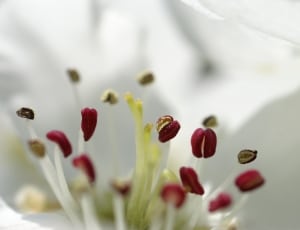 white blossom flower thumbnail