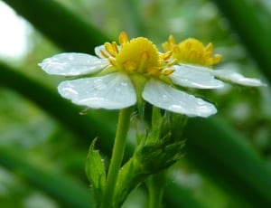 green and yellow flower thumbnail