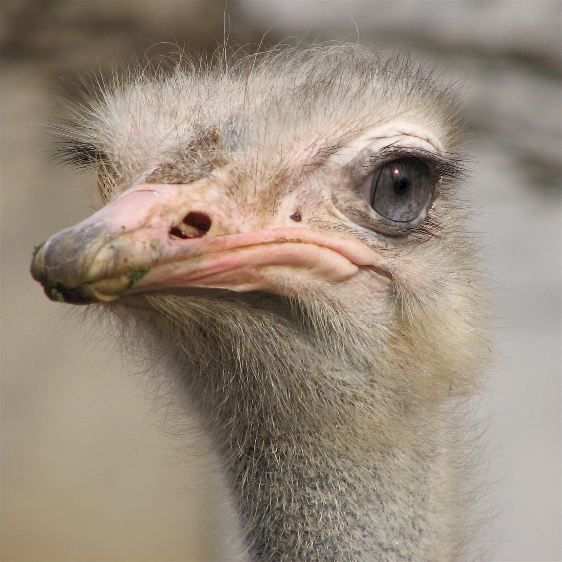 white ostrich