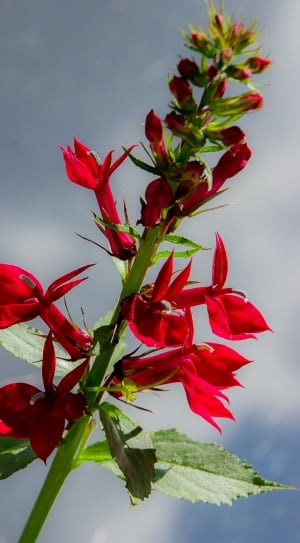 red lobelia flower thumbnail