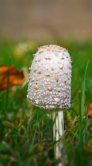 grey and brown mushroom thumbnail