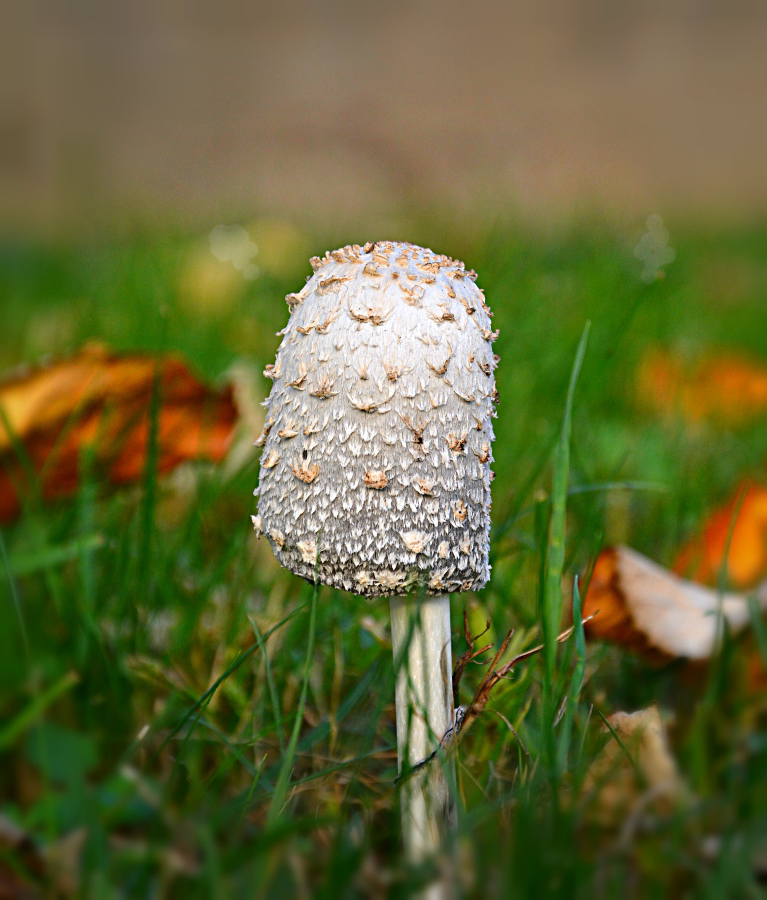 grey and brown mushroom