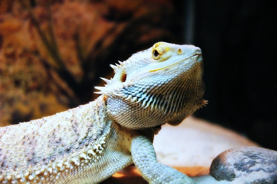 beige bearded dragon preview