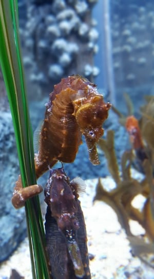 brown seahorse thumbnail
