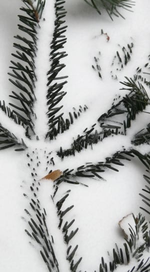black spiky covered by snow thumbnail