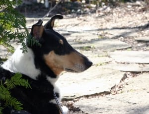 black white and brown short coat medium dog thumbnail
