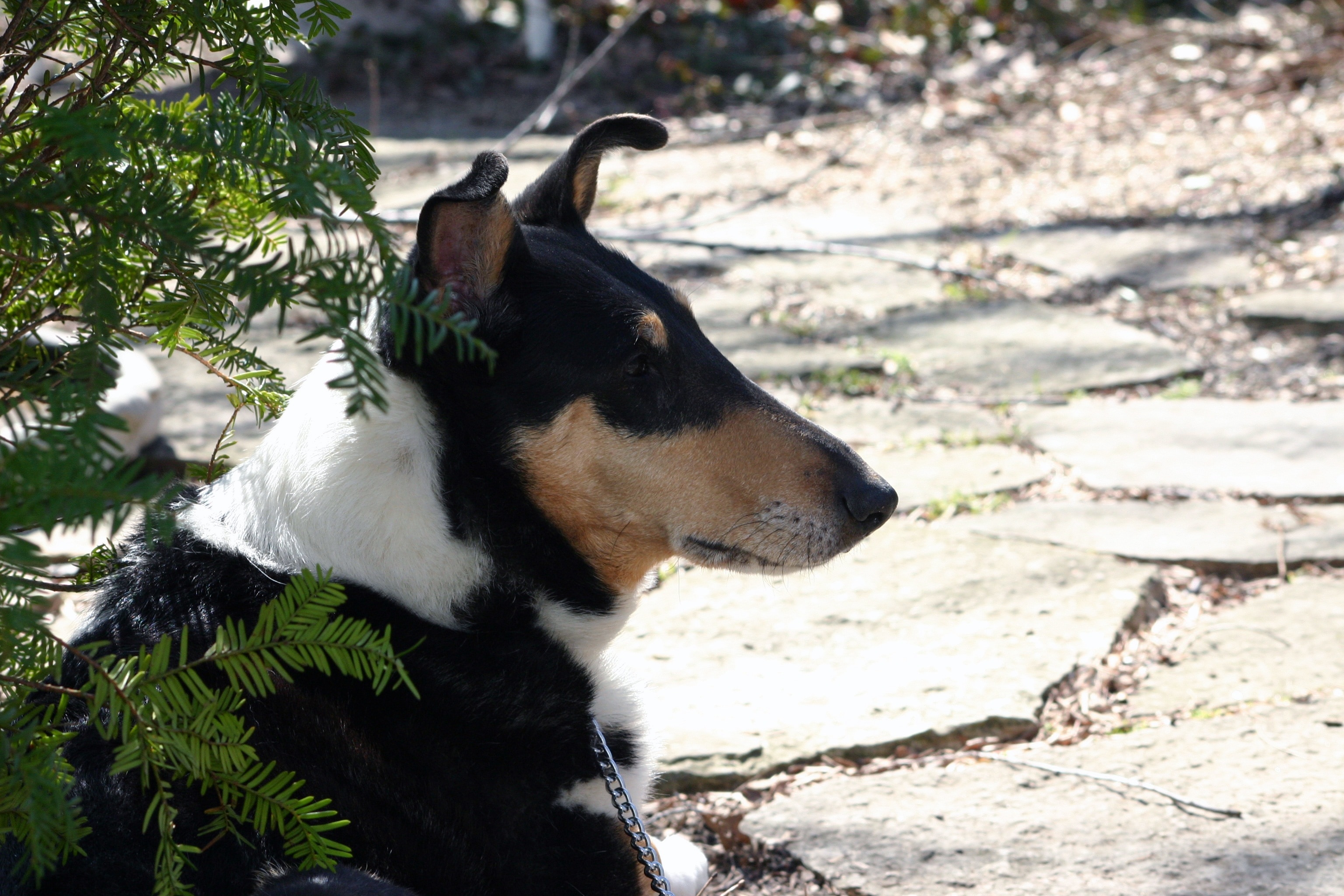black white and brown short coat medium dog