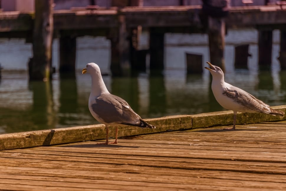 2 white and grey seagulls preview