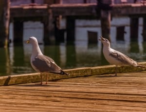 2 white and grey seagulls thumbnail