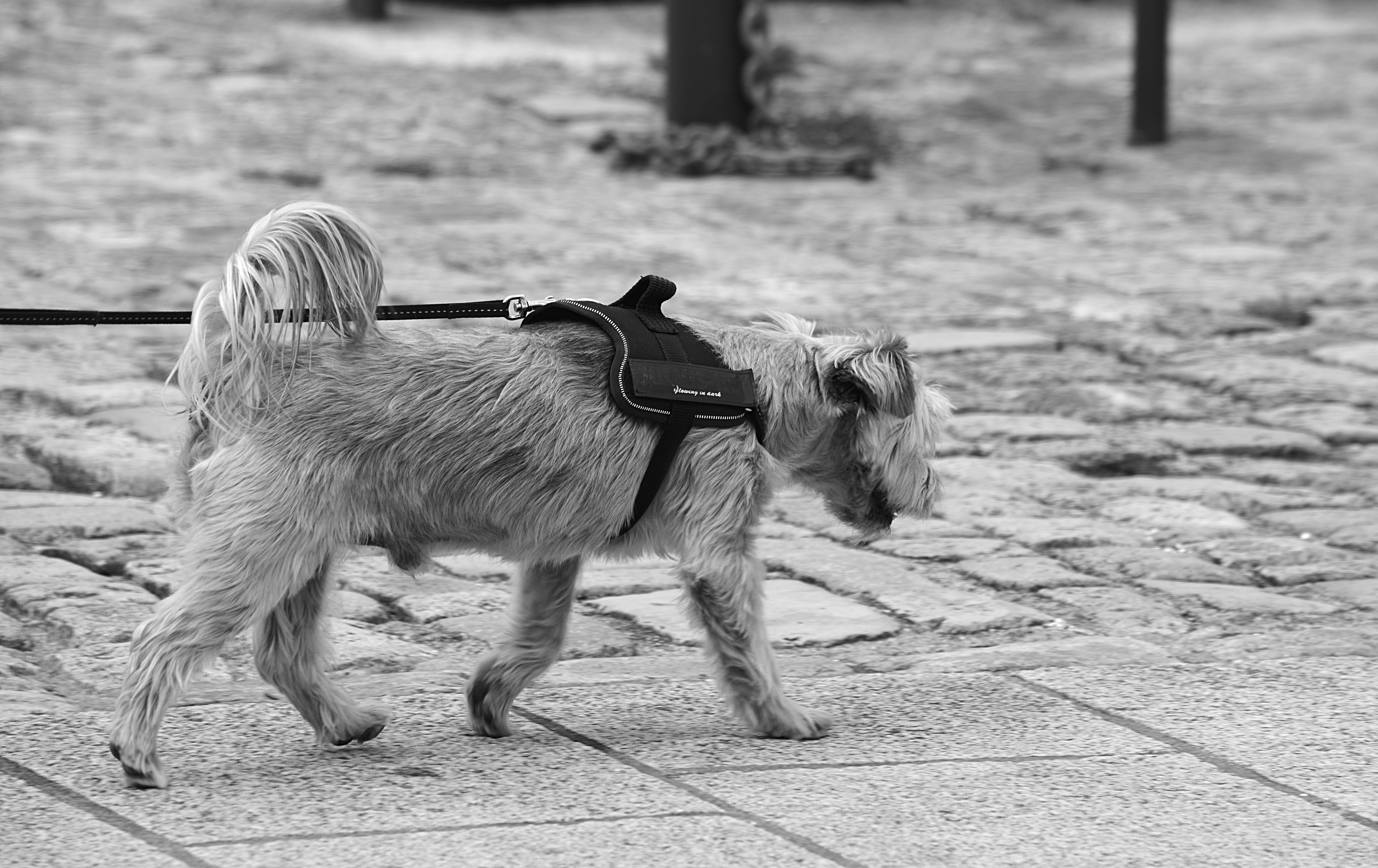 greyscale photo of long coat medium sized dog