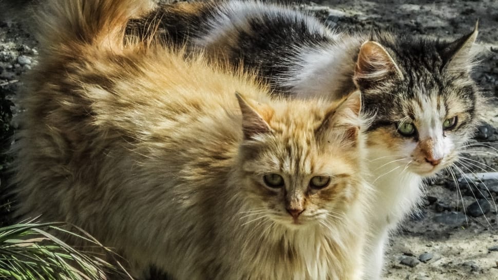 gray mix tabby cat and tan tabby cat preview