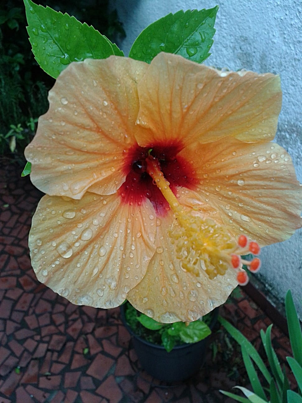 yellow hibiscus flower preview