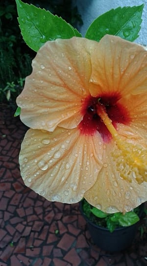 yellow hibiscus flower thumbnail