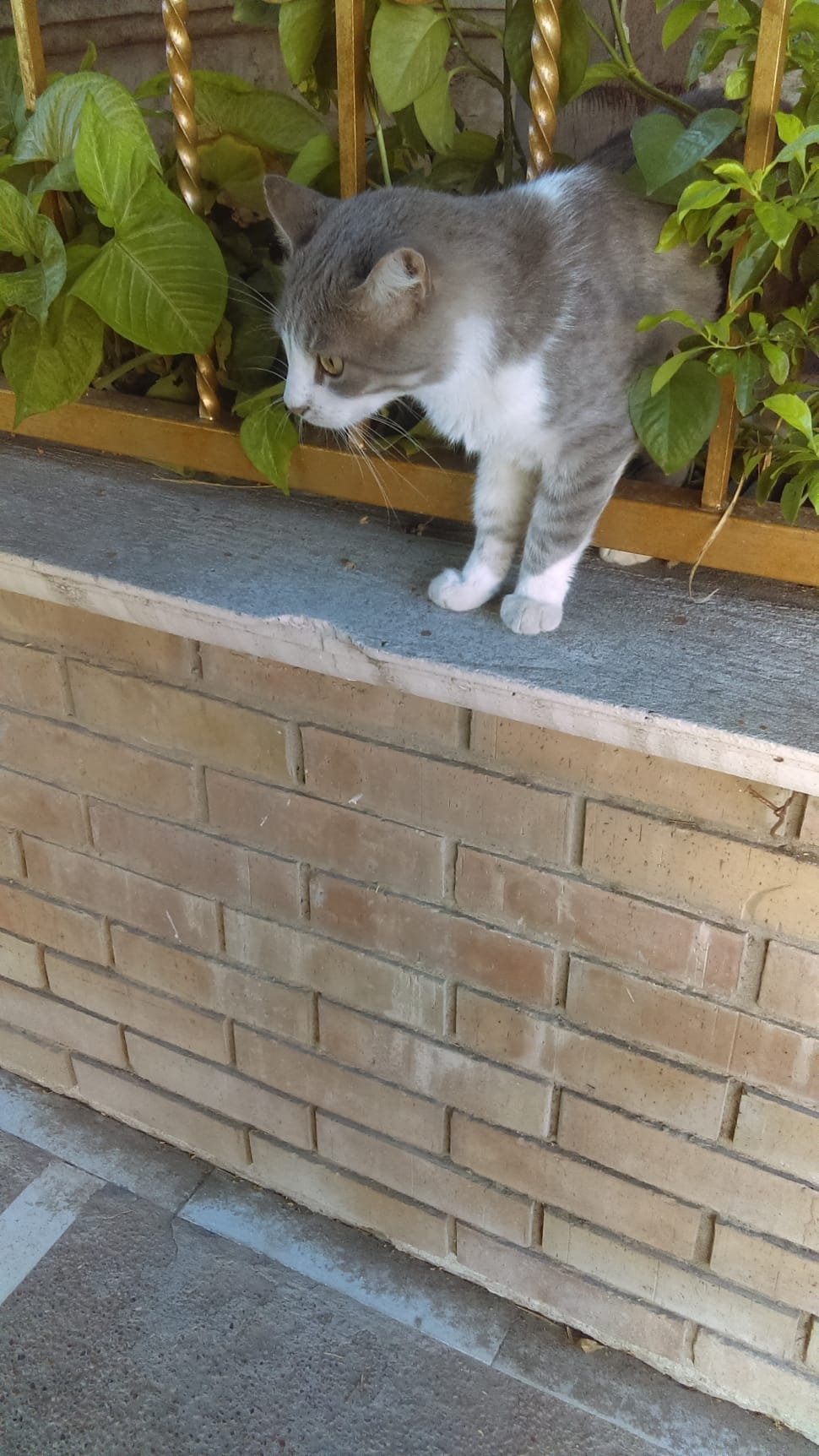 gray and white cat on gray concrete fence preview