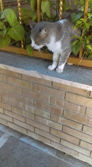 gray and white cat on gray concrete fence thumbnail
