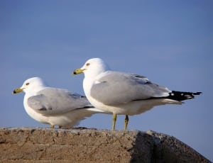 2 white and gray birds thumbnail