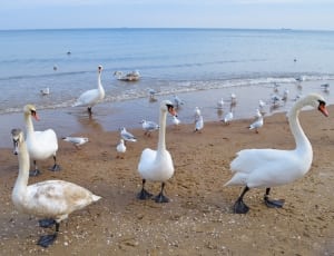 flock of white geese on seashore thumbnail